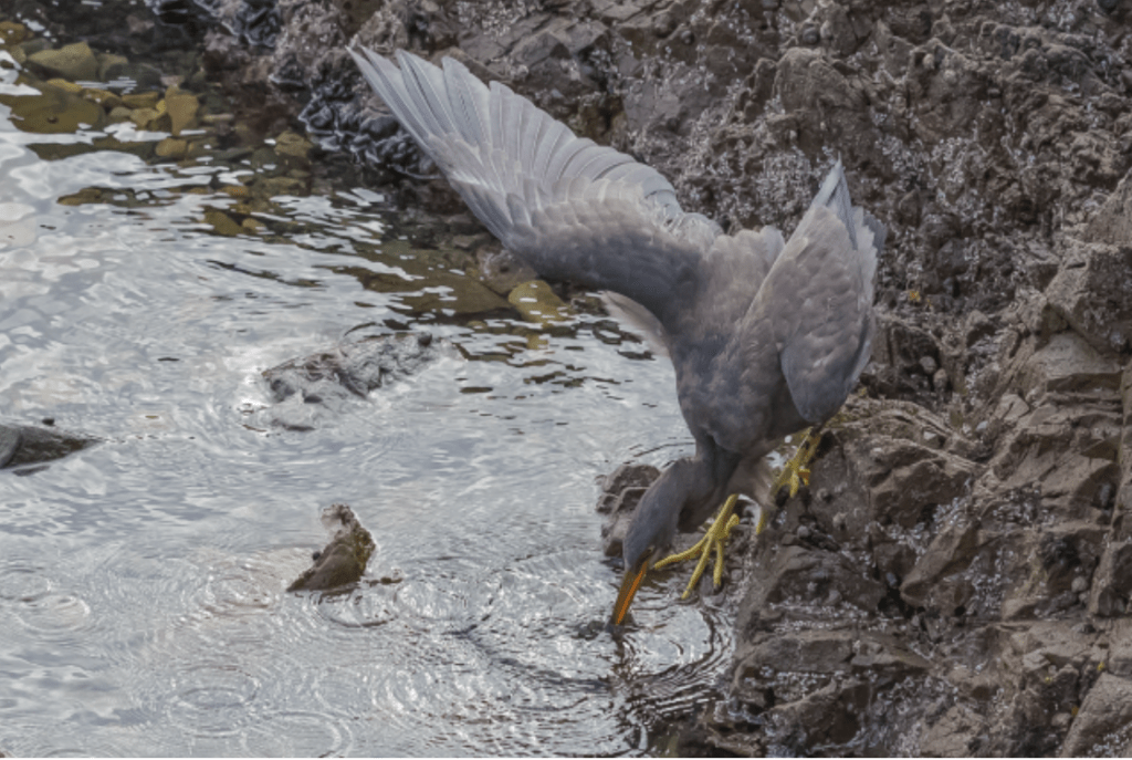 10 Things to Do in Northland in Summer